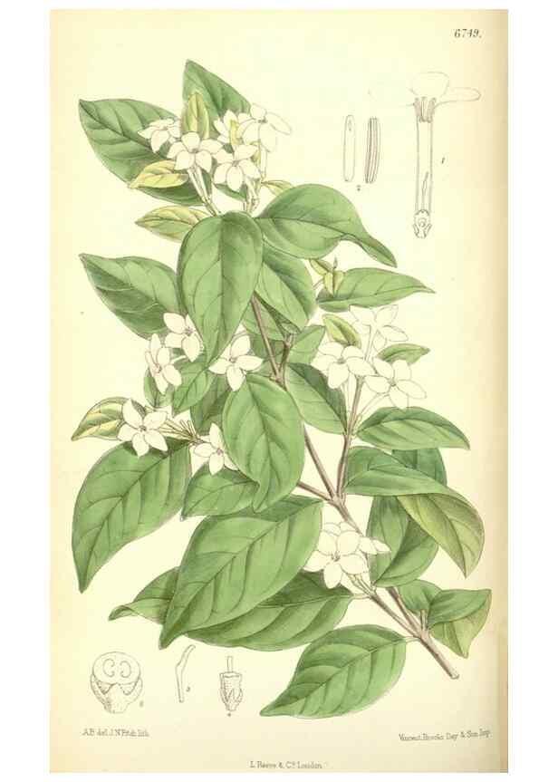 Reproducción/Reproduction 34605657353: Curtis's botanical magazine.. London ; New York [etc.] :Academic Press [etc.]