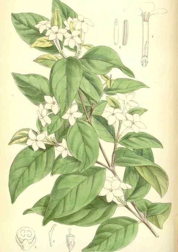 Reproducción/Reproduction 34605657353: Curtis's botanical magazine.. London ; New York [etc.] :Academic Press [etc.]