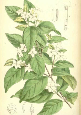 Reproducción/Reproduction 34605657353: Curtis's botanical magazine.. London ; New York [etc.] :Academic Press [etc.]