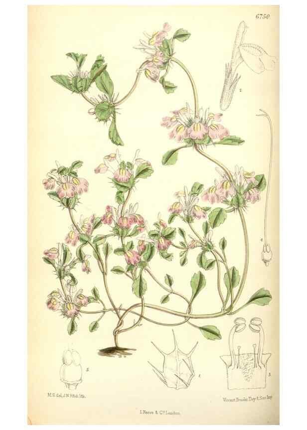 Reproducción/Reproduction 34605659813: Curtis's botanical magazine.. London ; New York [etc.] :Academic Press [etc.]