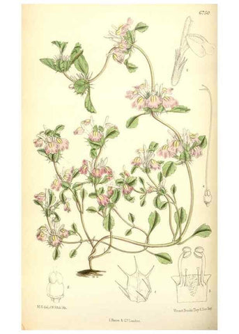 Reproducción/Reproduction 34605659813: Curtis's botanical magazine.. London ; New York [etc.] :Academic Press [etc.]