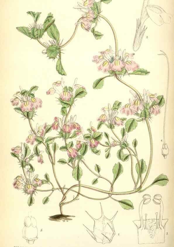 Reproducción/Reproduction 34605659813: Curtis's botanical magazine.. London ; New York [etc.] :Academic Press [etc.]