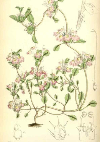 Reproducción/Reproduction 34605659813: Curtis's botanical magazine.. London ; New York [etc.] :Academic Press [etc.]