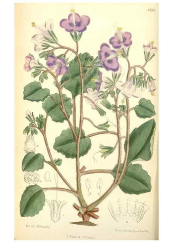 Reproducción/Reproduction 35028189240: Curtis's botanical magazine.. London ; New York [etc.] :Academic Press [etc.]