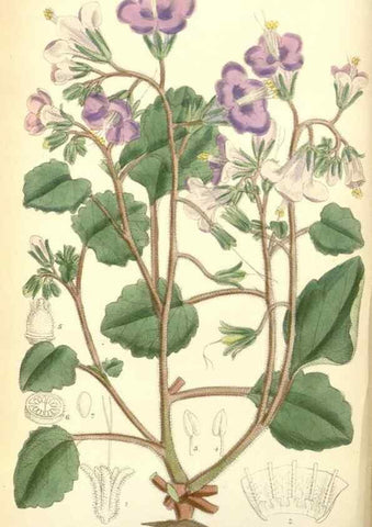 Reproducción/Reproduction 35028189240: Curtis's botanical magazine.. London ; New York [etc.] :Academic Press [etc.]