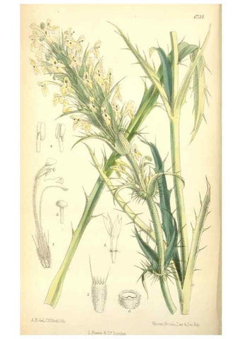 Reproducción/Reproduction 35375845016: Curtis's botanical magazine.. London ; New York [etc.] :Academic Press [etc.]