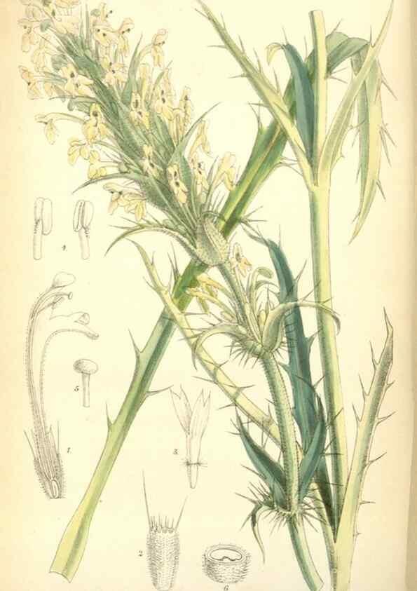 Reproducción/Reproduction 35375845016: Curtis's botanical magazine.. London ; New York [etc.] :Academic Press [etc.]