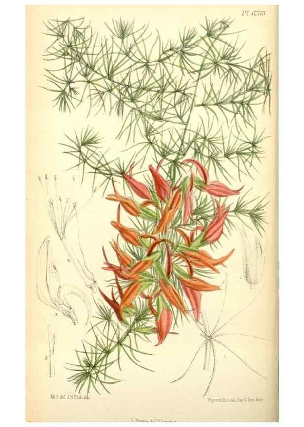 Reproducción/Reproduction 35285603591: Curtis's botanical magazine.. London ; New York [etc.] :Academic Press [etc.]