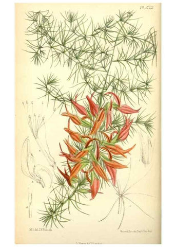 Reproducción/Reproduction 35285603591: Curtis's botanical magazine.. London ; New York [etc.] :Academic Press [etc.]