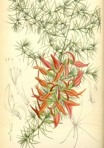 Reproducción/Reproduction 35285603591: Curtis's botanical magazine.. London ; New York [etc.] :Academic Press [etc.]