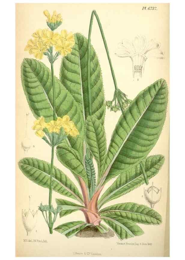 Reproducción/Reproduction 35285600951: Curtis's botanical magazine.. London ; New York [etc.] :Academic Press [etc.]