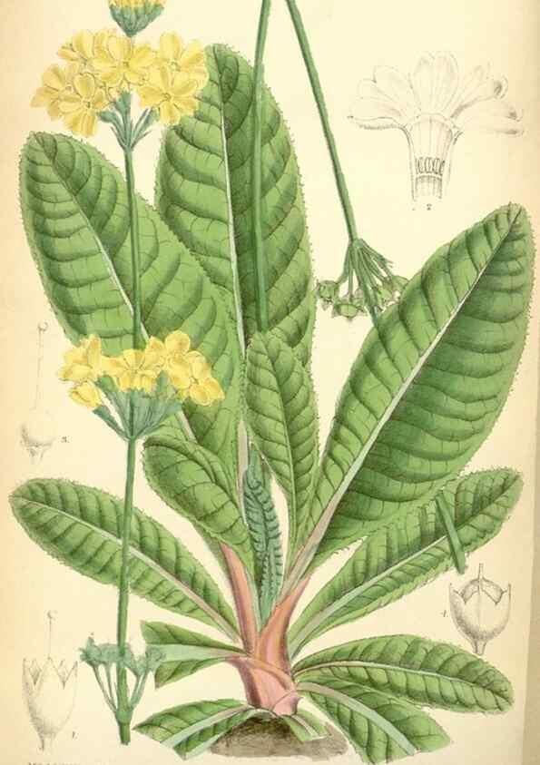 Reproducción/Reproduction 35285600951: Curtis's botanical magazine.. London ; New York [etc.] :Academic Press [etc.]
