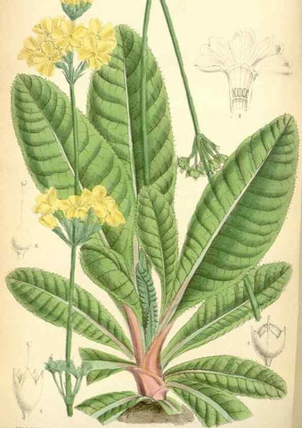 Reproducción/Reproduction 35285600951: Curtis's botanical magazine.. London ; New York [etc.] :Academic Press [etc.]