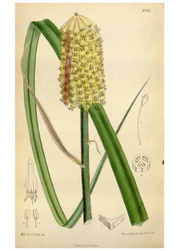 Reproducción/Reproduction 35248585552: Curtis's botanical magazine.. London ; New York [etc.] :Academic Press [etc.]
