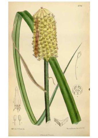 Reproducción/Reproduction 35248585552: Curtis's botanical magazine.. London ; New York [etc.] :Academic Press [etc.]