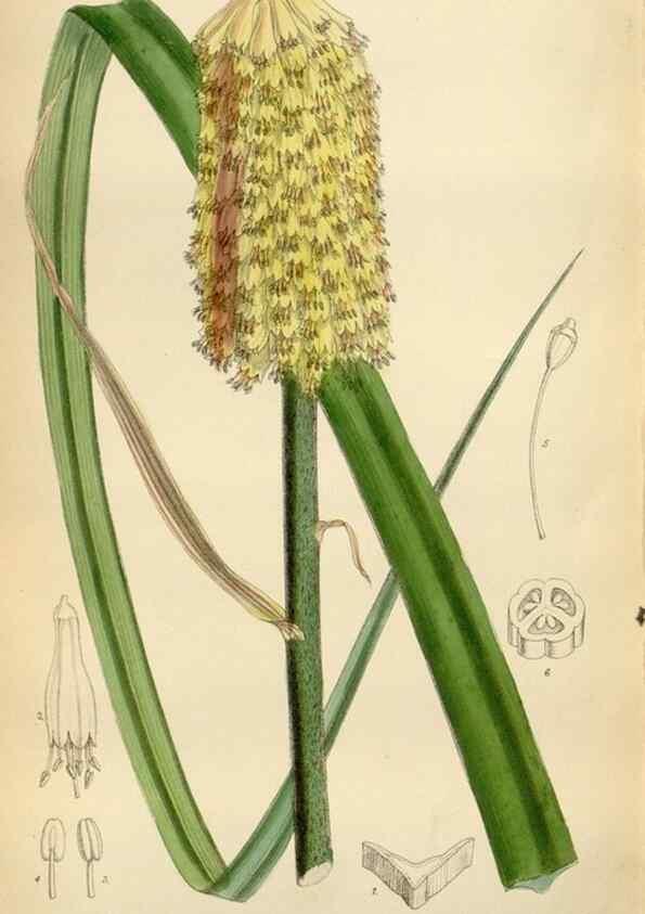 Reproducción/Reproduction 35248585552: Curtis's botanical magazine.. London ; New York [etc.] :Academic Press [etc.]
