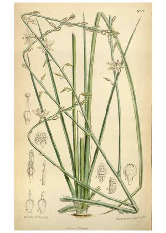 Reproducción/Reproduction 35248588082: Curtis's botanical magazine.. London ; New York [etc.] :Academic Press [etc.]