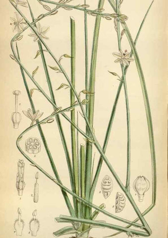 Reproducción/Reproduction 35248588082: Curtis's botanical magazine.. London ; New York [etc.] :Academic Press [etc.]
