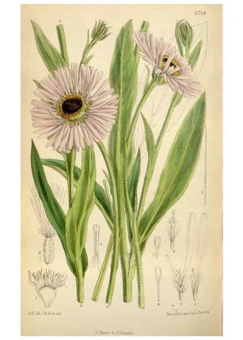 Reproducción/Reproduction 35248590362: Curtis's botanical magazine.. London ; New York [etc.] :Academic Press [etc.]