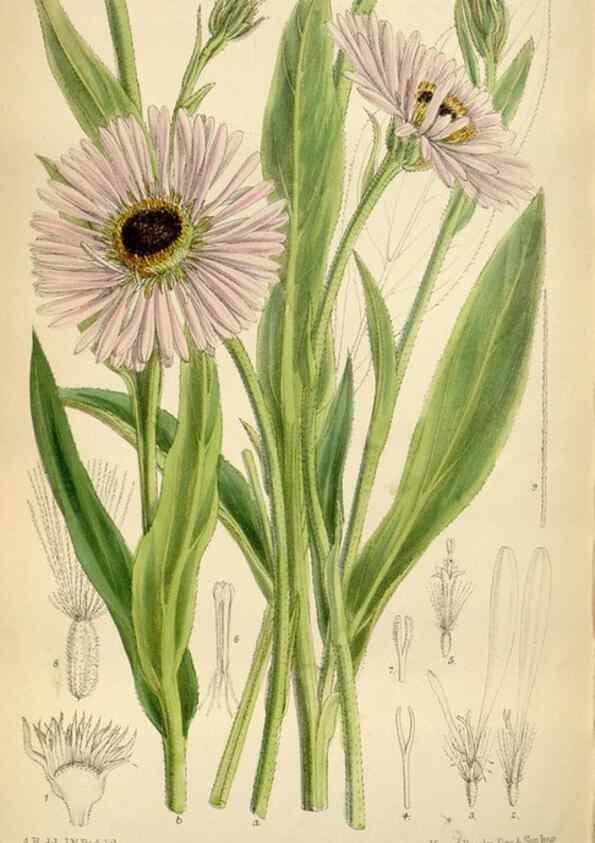 Reproducción/Reproduction 35248590362: Curtis's botanical magazine.. London ; New York [etc.] :Academic Press [etc.]