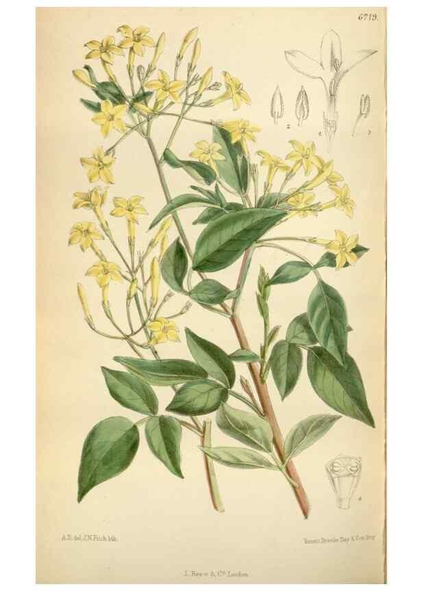 Reproducción/Reproduction 35248592172: Curtis's botanical magazine.. London ; New York [etc.] :Academic Press [etc.]