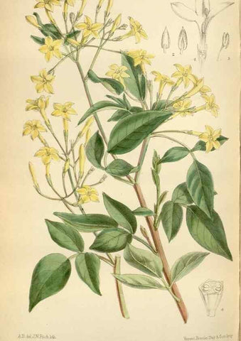 Reproducción/Reproduction 35248592172: Curtis's botanical magazine.. London ; New York [etc.] :Academic Press [etc.]