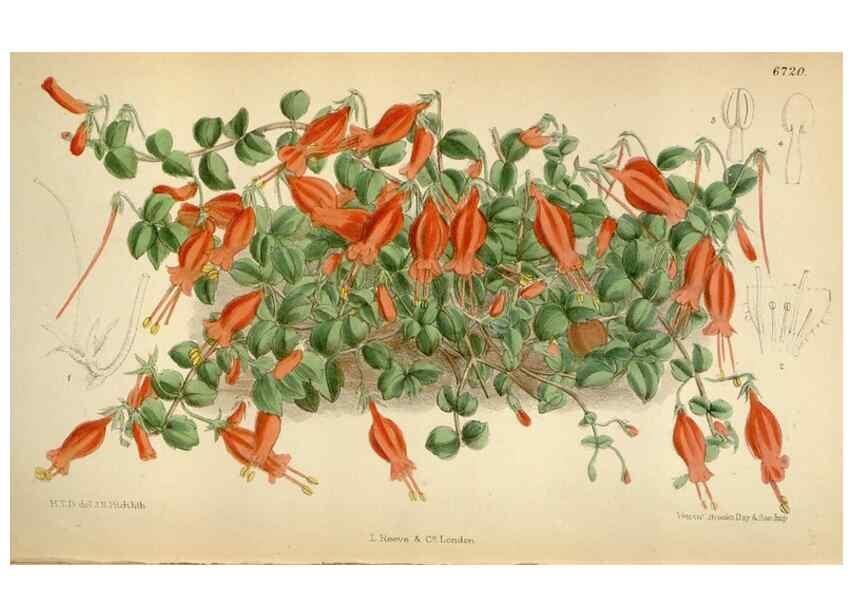Reproducción/Reproduction 35248593332: Curtis's botanical magazine.. London ; New York [etc.] :Academic Press [etc.]