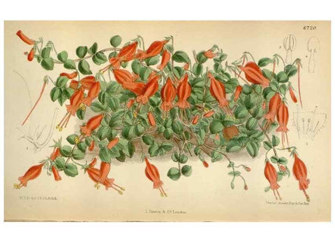 Reproducción/Reproduction 35248593332: Curtis's botanical magazine.. London ; New York [etc.] :Academic Press [etc.]