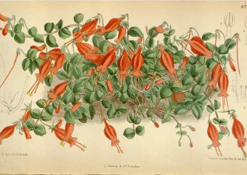 Reproducción/Reproduction 35248593332: Curtis's botanical magazine.. London ; New York [etc.] :Academic Press [etc.]