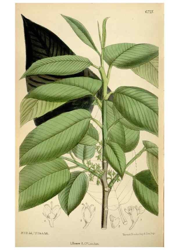 Reproducción/Reproduction 35375753286: Curtis's botanical magazine.. London ; New York [etc.] :Academic Press [etc.]