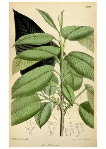 Reproducción/Reproduction 35375753286: Curtis's botanical magazine.. London ; New York [etc.] :Academic Press [etc.]