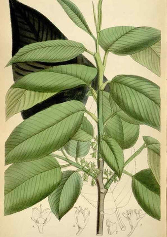 Reproducción/Reproduction 35375753286: Curtis's botanical magazine.. London ; New York [etc.] :Academic Press [etc.]