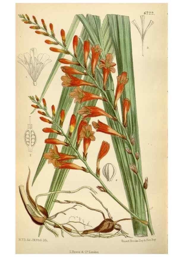 Reproducción/Reproduction 35375756706: Curtis's botanical magazine.. London ; New York [etc.] :Academic Press [etc.]