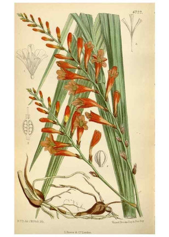 Reproducción/Reproduction 35375756706: Curtis's botanical magazine.. London ; New York [etc.] :Academic Press [etc.]