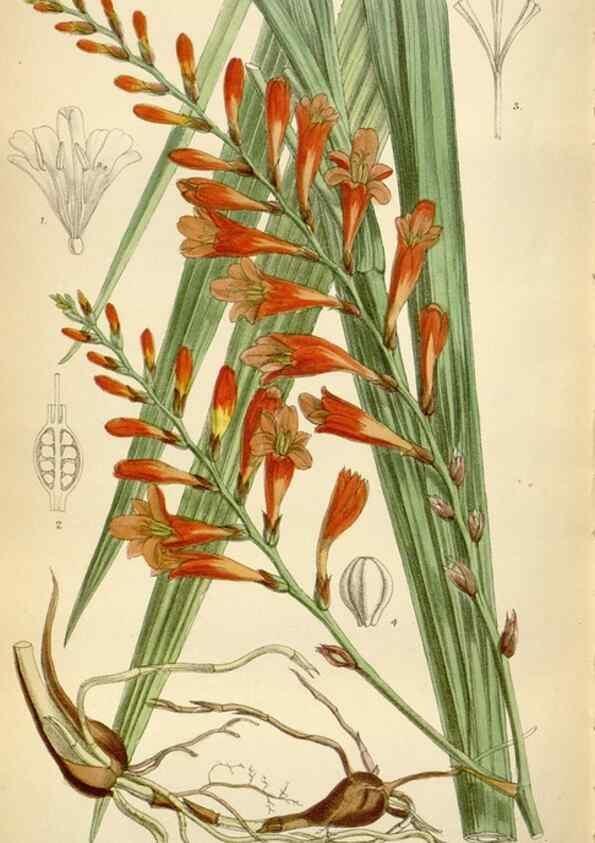 Reproducción/Reproduction 35375756706: Curtis's botanical magazine.. London ; New York [etc.] :Academic Press [etc.]