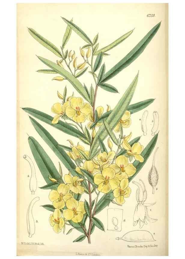Reproducción/Reproduction 35375871086: Curtis's botanical magazine.. London ; New York [etc.] :Academic Press [etc.]