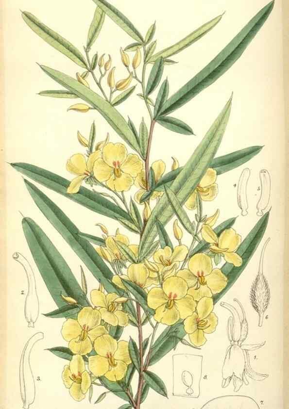 Reproducción/Reproduction 35375871086: Curtis's botanical magazine.. London ; New York [etc.] :Academic Press [etc.]