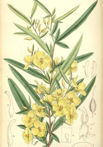 Reproducción/Reproduction 35375871086: Curtis's botanical magazine.. London ; New York [etc.] :Academic Press [etc.]