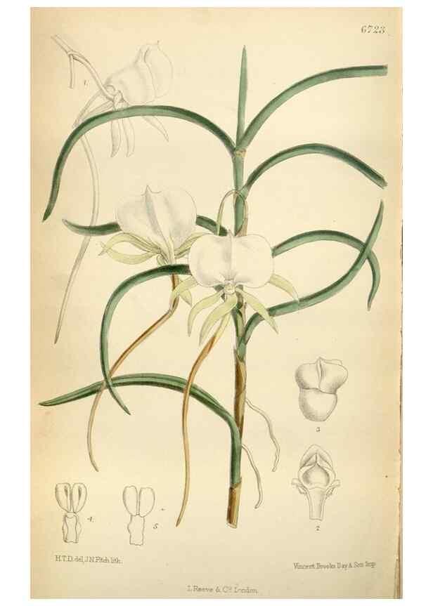 Reproducción/Reproduction 35375758826: Curtis's botanical magazine.. London ; New York [etc.] :Academic Press [etc.]