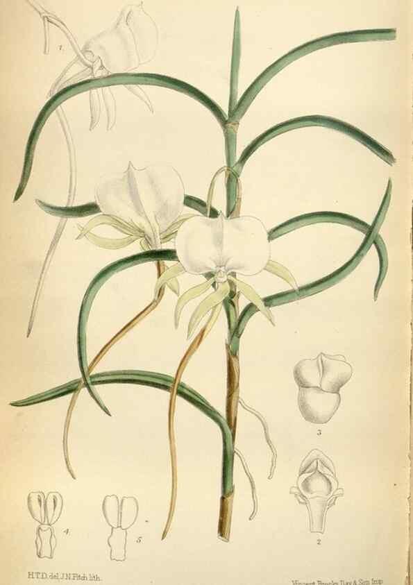 Reproducción/Reproduction 35375758826: Curtis's botanical magazine.. London ; New York [etc.] :Academic Press [etc.]