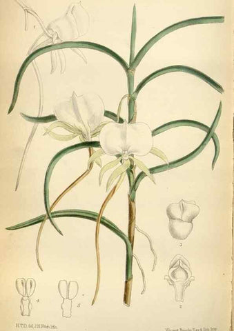 Reproducción/Reproduction 35375758826: Curtis's botanical magazine.. London ; New York [etc.] :Academic Press [etc.]