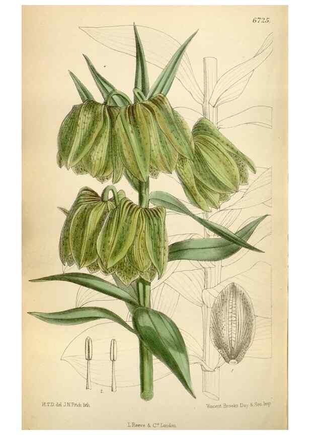 Reproducción/Reproduction 35375762346: Curtis's botanical magazine.. London ; New York [etc.] :Academic Press [etc.]
