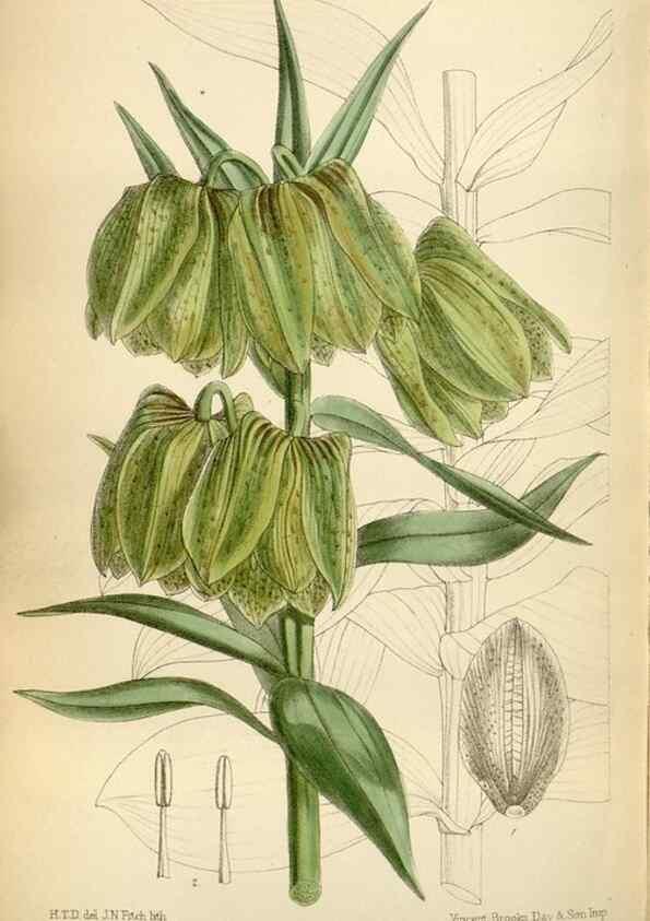 Reproducción/Reproduction 35375762346: Curtis's botanical magazine.. London ; New York [etc.] :Academic Press [etc.]