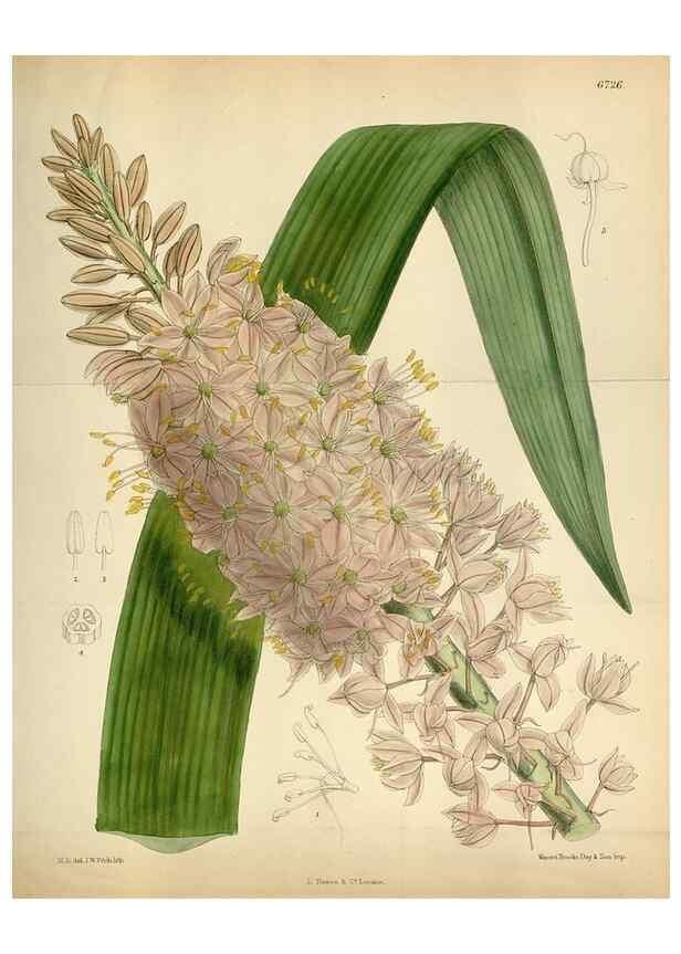 Reproducción/Reproduction 34605560933: Curtis's botanical magazine.. London ; New York [etc.] :Academic Press [etc.]