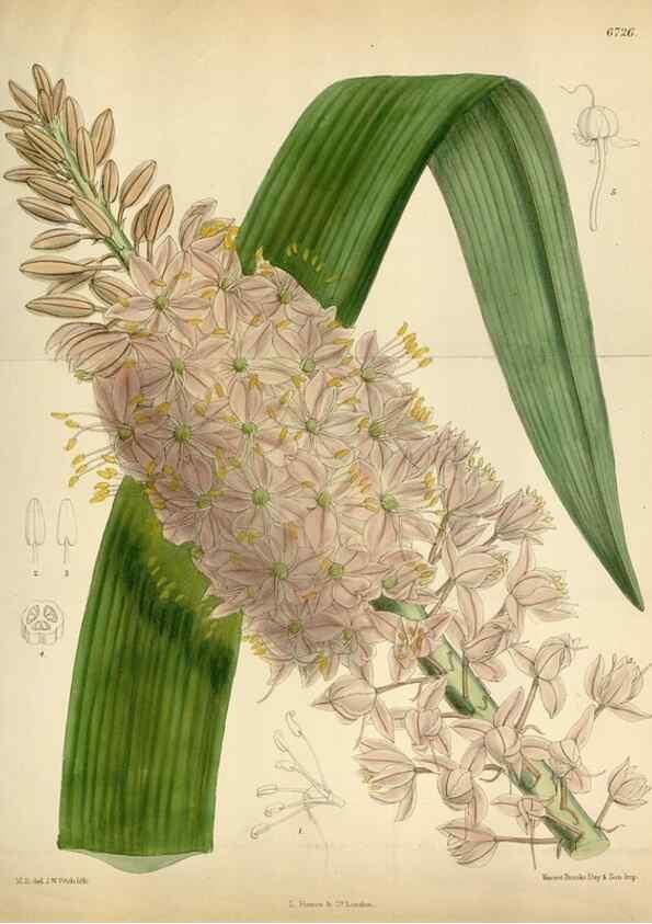 Reproducción/Reproduction 34605560933: Curtis's botanical magazine.. London ; New York [etc.] :Academic Press [etc.]