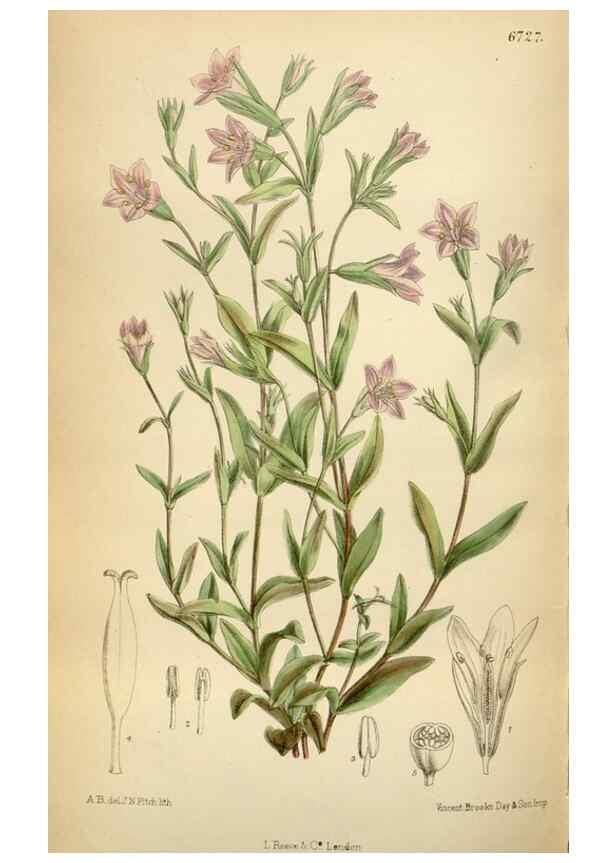 Reproducción/Reproduction 34605562383: Curtis's botanical magazine.. London ; New York [etc.] :Academic Press [etc.]