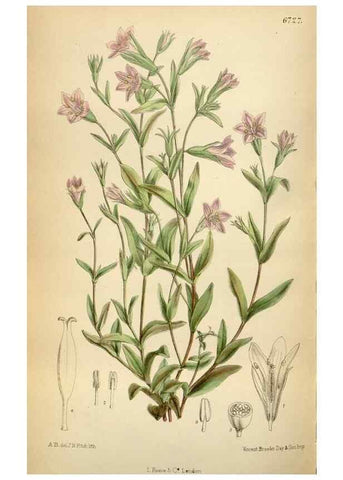 Reproducción/Reproduction 34605562383: Curtis's botanical magazine.. London ; New York [etc.] :Academic Press [etc.]