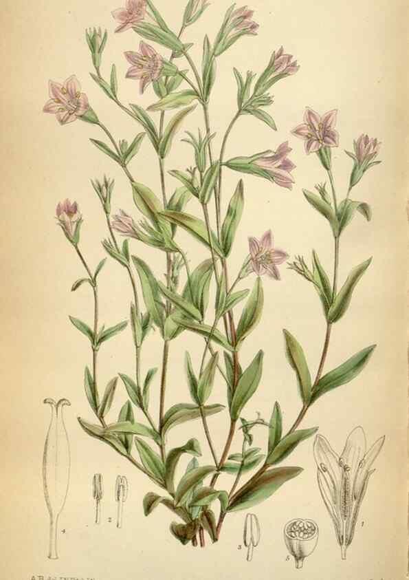 Reproducción/Reproduction 34605562383: Curtis's botanical magazine.. London ; New York [etc.] :Academic Press [etc.]