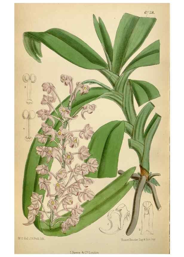 Reproducción/Reproduction 34605563643: Curtis's botanical magazine.. London ; New York [etc.] :Academic Press [etc.]