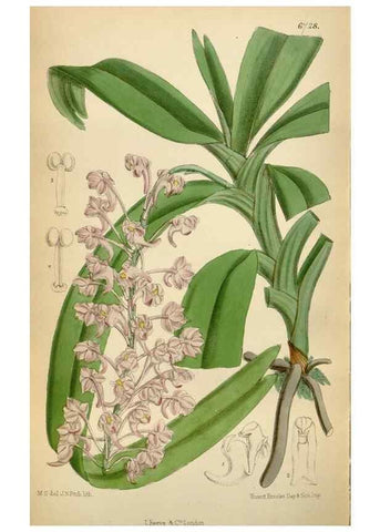 Reproducción/Reproduction 34605563643: Curtis's botanical magazine.. London ; New York [etc.] :Academic Press [etc.]